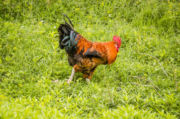 Beautiful cock classic coloring on a background of green grass