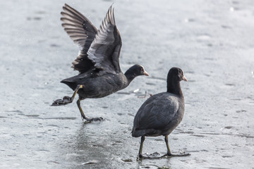 blässrallen auf eis