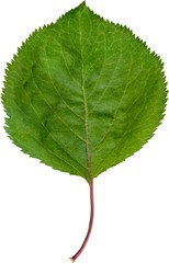Green leaf