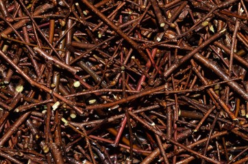 ramaglie tritate per riciclo