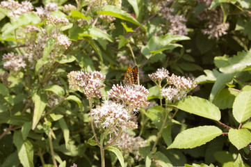 Farfalla arancio su fiori di campo