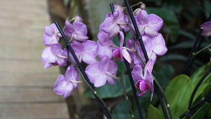 Beautiful blooming orchid flower in the garden with natural green floral background. Amazing plants...