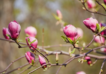 decoration of few magnolia flowers. pink magnolia flower. Magnolia.