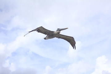 Flying high 