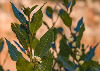 The bay leaf in Ross is blooming.