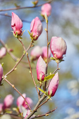Macro of purple magnolia