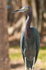 Wildlife / Single tricolored heron standing on a metal rail at a tropical marina at the fish cleaning station waiting for fish scrapes to eat on the Gulf of Mexico