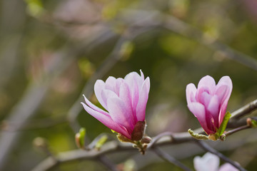 Macro of purple magnolia