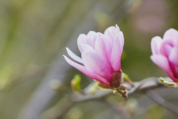 decoration of few magnolia flowers. pink magnolia flower. Magnolia.