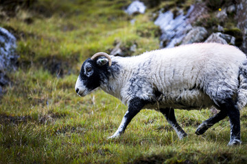 A sheep grazes on the hiking ascent up The Old Man of Coniston in England's Lakes District.