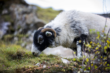 A sheep grazes on the hiking ascent up The Old Man of Coniston in England's Lakes District.