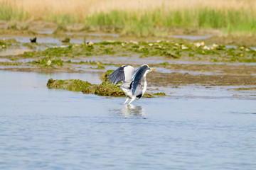 Grey heron close up