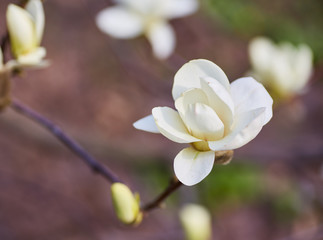 White big Magnolia