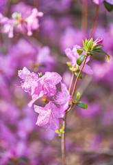 Fototapeta premium Aerial view pink red lilac Rhododendron