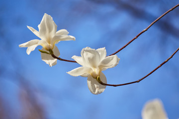 Fototapeta na wymiar White big Magnolia