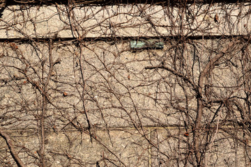 Creepy brown dead vine closeup texture with cemetery background