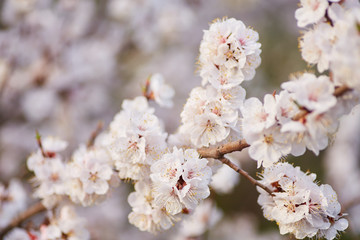 Spring blossom background. Beautiful nature scene with blooming tree and sun flare.