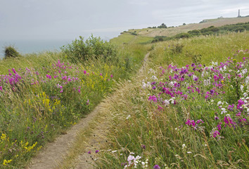  Wild flowers on the coastal path