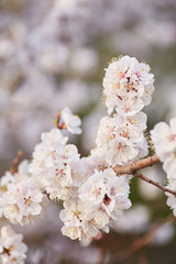 Fototapeta premium Blossoming of the apricot tree in spring time with white beautiful flowers.