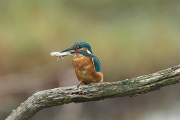 Eisvogel