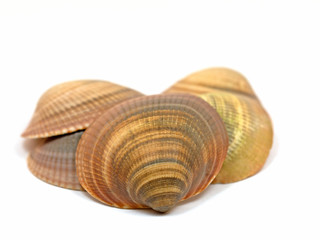 Meeresmuscheln, Bivalvia