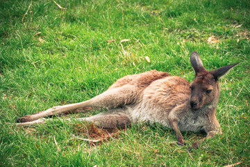 Naklejka na ściany i meble Lounging kangaroo