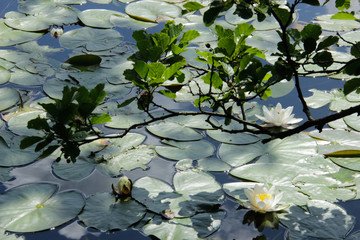 Water lilies in summer
