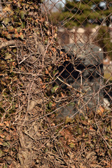 Creepy brown dead vine closeup texture with cemetery background