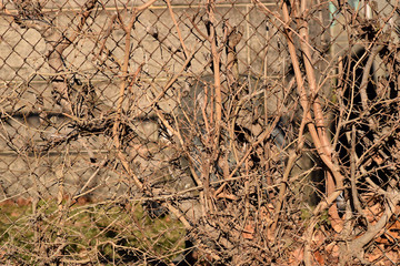 Creepy brown dead vine closeup texture with cemetery background