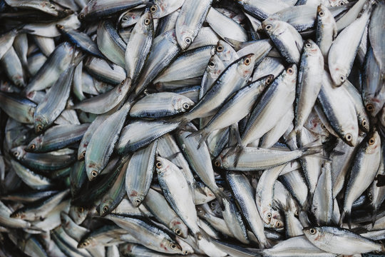 Sri Lankan Fish Market