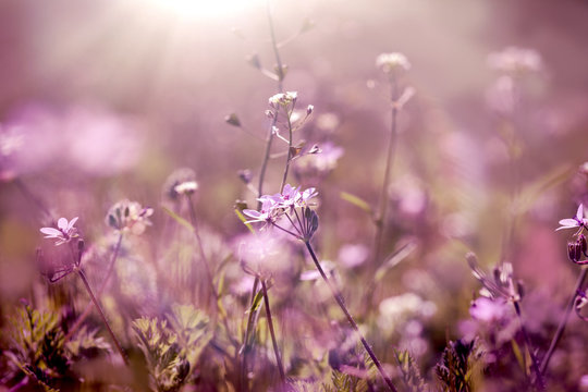 Fototapeta Selective focus on purple flower in meadow - beautiful spring flower lit by sunlight