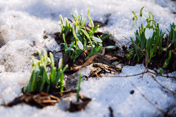 snowdrop close up in snow. spring is coming. copy space