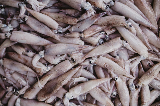 Heap of fresh squid