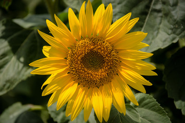 Fototapeta premium Sunflower