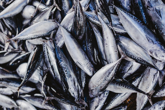 Sri Lankan Fish Market