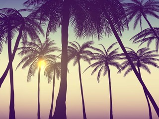 Naklejka na ściany i meble Summer california tumblr backgrounds set with palms, sky and sunset. Summer placard poster flyer invitation card.