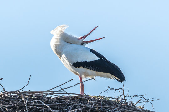 klapperstorch