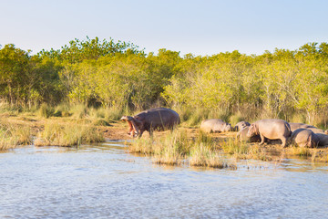 Naklejka na ściany i meble Herd of hippos sleeping, Isimangaliso Wetland Park, South Africa