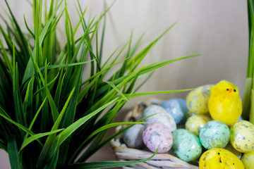 Easter eggs and chick hiding in the grass with daffodil