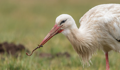 storch mit beute