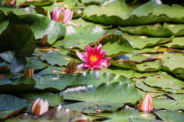 water lilies and green leaves on the pond