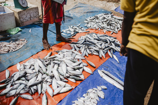 Sri Lankan Fish Market