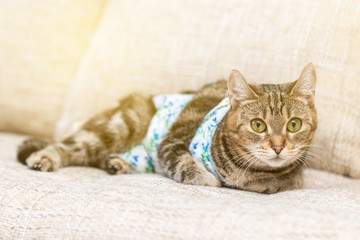 Cat with bandages recovers after surgery and looks amused with lighting Effects