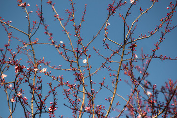 Spring blossom. Pink flowers of cherry plum tree.