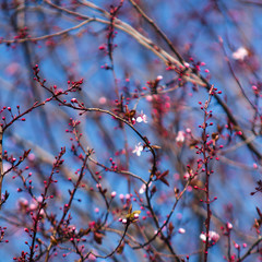 Spring blossom. Pink flowers of cherry plum tree.
