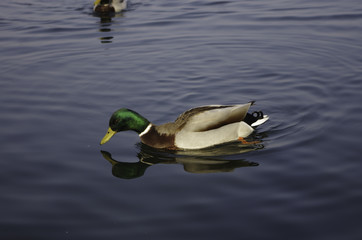 Lago Papere in compagnia