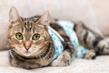 Cat with bandages recovers after surgery and looks amused