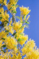 Yellow mimosa blooming tree on background of blue sky. Spring blossom minimal concept.