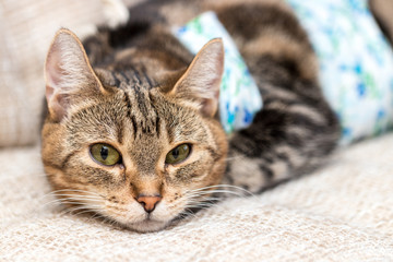Cat with bandages recovers after surgery with intriguing expression