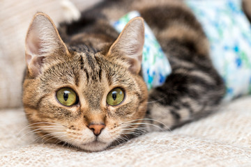 Cat with bandages recovers after surgery and looks amused